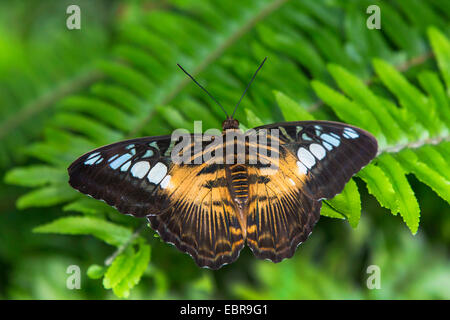 Le Clipper (Parthenos sylvia), assis sur une feuille Banque D'Images