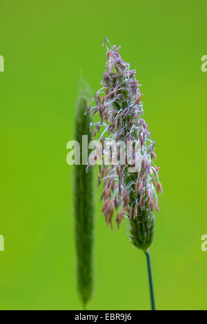 Vulpin des prés d'herbe (Alopecurus pratensis), l'inflorescence, Germany Banque D'Images
