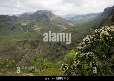 Vue panoramique sur le paysage de montagne, Canaries, Gran Canaria, El Mirador de Fataga Banque D'Images