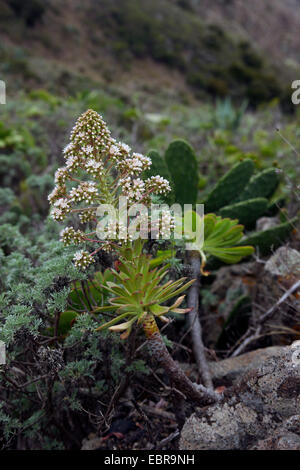 Aeonium Aeonium (spec.), dans les montagnes de Teno, Iles Canaries, Tenerife Banque D'Images