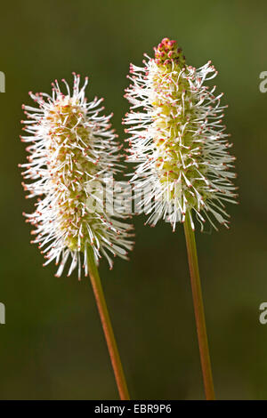 Canadian burnet Sanguisorba canadensis), (inflorescences, Canada, Kluane National Park Banque D'Images