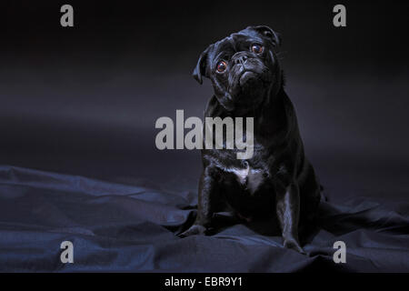 Le PUG (Canis lupus f. familiaris), pug noir assis sur une couverture noire et garder sa tête inclinée Banque D'Images