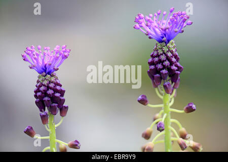 Jacinthe Muscari comosum (plume), inflorescences Banque D'Images