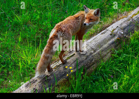 Le renard roux (Vulpes vulpes), se dresse sur un tronc d'arbre renversé, Suisse Banque D'Images