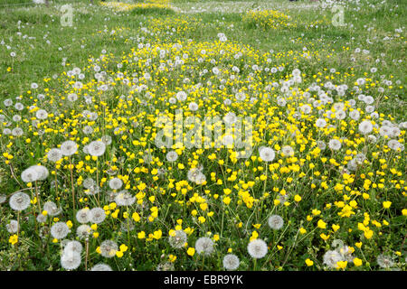 Le pissenlit officinal (Taraxacum officinale), le pissenlit prairie avec renoncules, Allemagne Banque D'Images