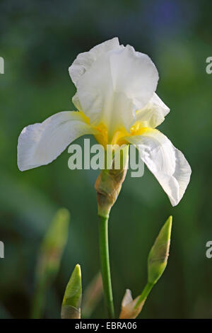 Iris de jardin, l'allemand, l'iris iris, fleur de lis (iris germanica), fleur Banque D'Images