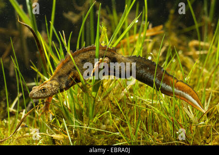 Triton crêté alpin, l'Italien warty newt (Triturus carniflex), homme avec coloration nuptiale, Allemagne Banque D'Images