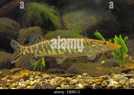 Le brochet, le grand brochet (Esox lucius), natation, Allemagne Banque D'Images