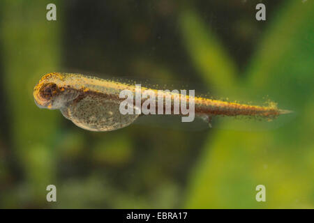 Le brochet, le grand brochet (Esox lucius), une larve, Allemagne Banque D'Images