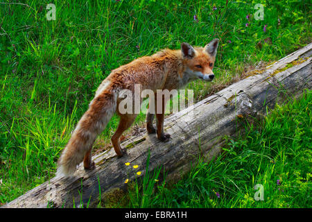 Le renard roux (Vulpes vulpes), se dresse sur un tronc d'arbre renversé, Suisse Banque D'Images