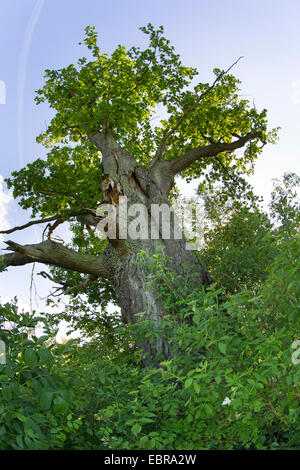 Le chêne commun, le chêne pédonculé, chêne pédonculé (Quercus robur), vieux chêne noueux, Schleswig-Holstein, Allemagne Banque D'Images