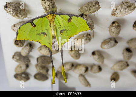 African moon moth (Argema mimosae), dans une ferme aux papillons, pupes avec en arrière-plan Banque D'Images