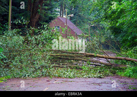 Tronc d'un saule tombé sur une rue, storm front Ela à 2014-06-09, l'Allemagne, en Rhénanie du Nord-Westphalie, région de la Ruhr, à Essen Banque D'Images