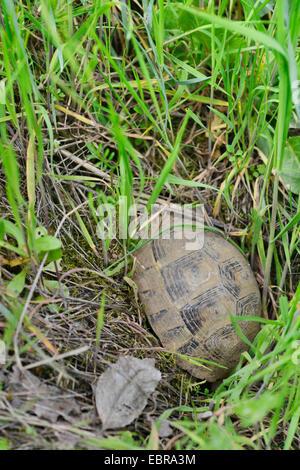 L'eurasienne-thighed tortoise, épi-thighed Méditerranée, tortue, tortue tortue grecque commune (Testudo graeca ibera, Testudo ibera), vient après la mise en veille prolongée à la surface, la Bulgarie, l'Biosphaerenreservat Ropotamo Banque D'Images