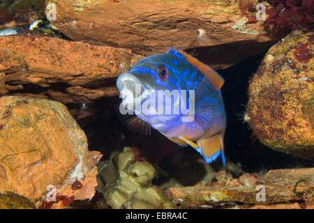 Cuckoo wrasse (Labrus bimaculatus, Labrus mixtus), homme Banque D'Images