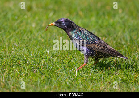 Étourneau sansonnet (Sturnus vulgaris), avec plumage nuptial et capturé cranefly larve, Germany Banque D'Images