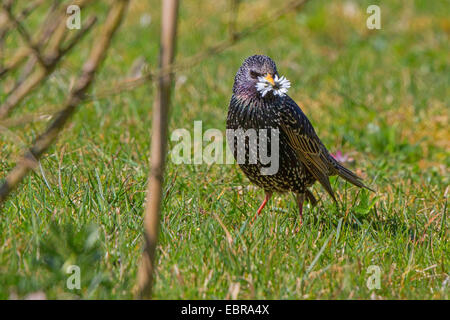 Étourneau sansonnet (Sturnus vulgaris), homme avec fleurs daisy choisi, l'Allemagne, la Bavière Banque D'Images