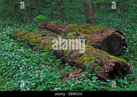 Ramsons (Allium ursinum), beaucoup de plantes fleurissent dans une forêt de plaine autour de troncs morts moussus, Allemagne Banque D'Images