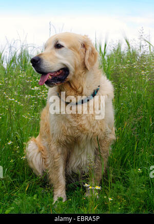 Golden Retriever (Canis lupus f. familiaris), 5 ans chien assis dans une prairie de fleurs Banque D'Images