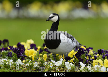 Bernache nonnette (Branta leucopsis), debout en parterre de pensées, Allemagne Banque D'Images