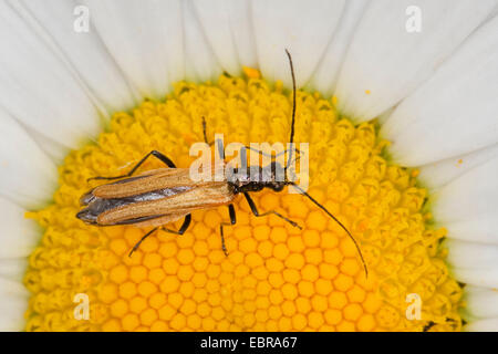 Allaitement Pollen Beetle, épais en tailleur Flower Beetle, faux blister beetle, pollen d'allaitement (Oedemera femorata), femme sur un oranger, Allemagne Banque D'Images