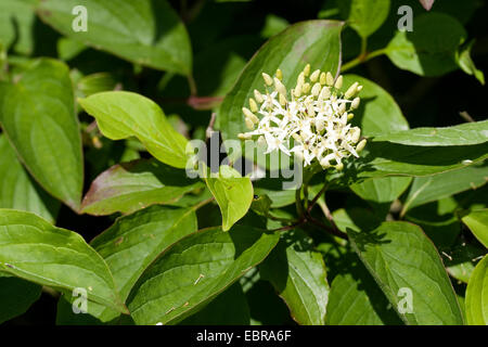 Dogberry, cornouiller (Cornus sanguinea), blooming, Allemagne Banque D'Images