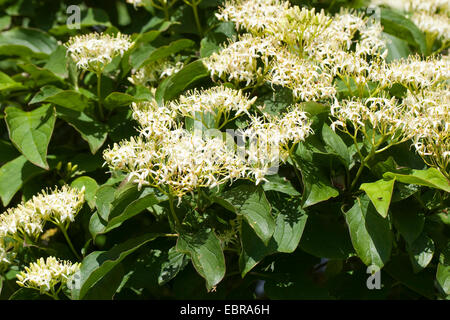 Dogberry, cornouiller (Cornus sanguinea), blooming, Allemagne Banque D'Images