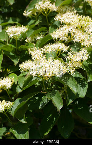 Dogberry, cornouiller (Cornus sanguinea), blooming, Allemagne Banque D'Images