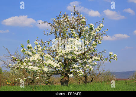 Pommier (Malus domestica), fleurs de pommier, Allemagne Banque D'Images