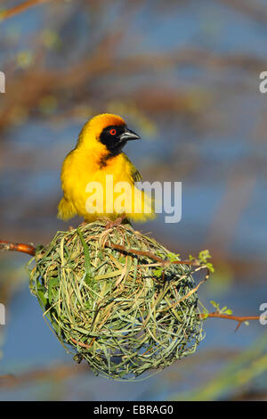 Masque africain weaver (Ploceus velatus), homme assis sur le nid, Afrique du Sud, Barberspan Sanctury Oiseaux Banque D'Images