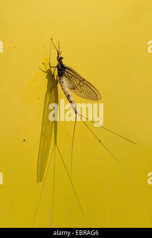 D'éphémères communes (Ephemera vulgata), avec l'ombre sur fond jaune, l'Allemagne, la Bavière Banque D'Images