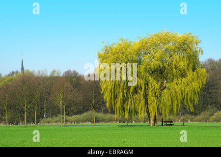 Gris nain saule (Salix tristis), seul arbre en vert printemps, l'Allemagne, en Rhénanie du Nord-Westphalie, Siegauen Banque D'Images