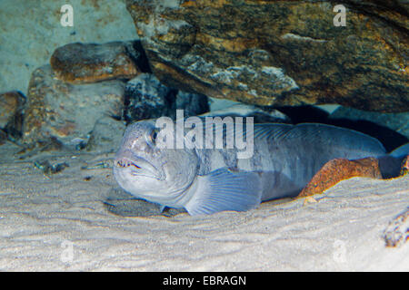 Loup atlantique, loup, poisson-chat, le poisson-chat (Anarhichas lupus), sur fond de mer Banque D'Images