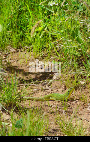 Balkan lézard vert, lézard émeraude des Balkans (Lacerta trilineata), assis sur le sol, la Turquie, Thrace, Europaeische Tuerkei Banque D'Images