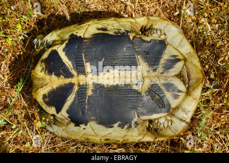 Tortue tortue grecque, Hermanns, Boettgers (tortue Testudo hermanni boettgeri), dessous (plastron) d'un jeune Grec toirtoise, Bulgarie, Biosphaerenreservat Ropotamo Banque D'Images