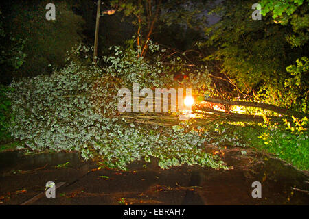 Tronc d'un saule tombé sur une rue, storm front Ela à 2014-06-09, l'Allemagne, en Rhénanie du Nord-Westphalie, région de la Ruhr, à Essen Banque D'Images