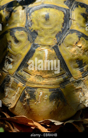 L'eurasienne-thighed tortoise, épi-thighed Méditerranée, tortue, tortue tortue grecque commune (Testudo graeca ibera, Testudo ibera), partie supérieure d'un turtle shell, Bulgarie, Biosphaerenreservat Ropotamo Banque D'Images