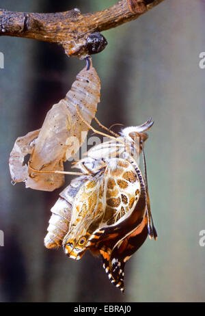 La belle dame (Cynthia cardui, Vanessa cardui, Pyrameis cardui), l'éclosion de la chrysalide de papillon, Allemagne Banque D'Images