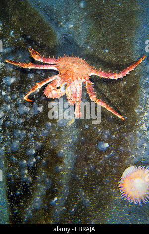 Le nord de stone crab, le crabe royal (Lithodes Lithodes maja, Maja, Lithodes arctica), sur une pierre Banque D'Images