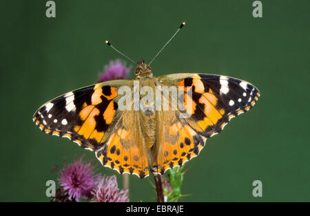 La belle dame (Cynthia cardui, Vanessa cardui, Pyrameis cardui), assis sur un chardon, Allemagne Banque D'Images