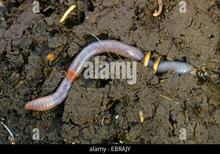 Ver de terre commun, ver de terre, ver de lob, rosée worm, Ver squirreltail twachel, (Lumbricus terrestris), section transversale à travers le sol avec le ver de terre dans son terrier, Allemagne Banque D'Images