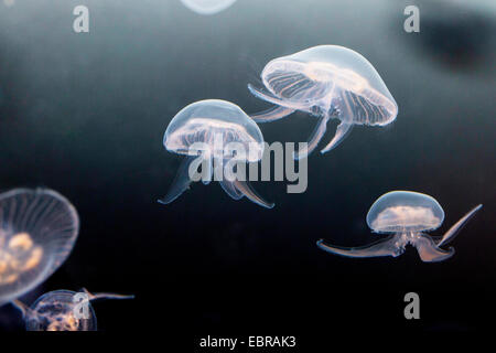Moon jelly, méduse commune (Aurelia aurita), cinq lune gelées Banque D'Images