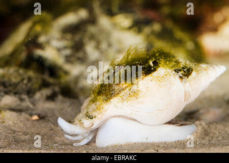 Colus gracieuse et svelte (colus Colus gracilis), rampent sur le sol Banque D'Images