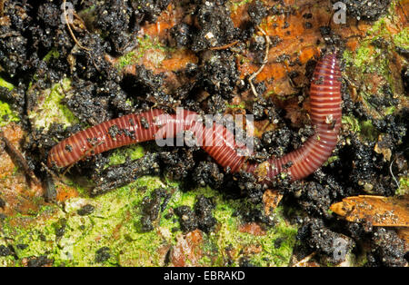 Redworm Brandling, ver, worm, Ver Truite crapet, Tiger worm, Ver, wiggler rouge californien rouge ver de terre (Eisenia fetida, Eisenia foetida), portrait en pied Banque D'Images