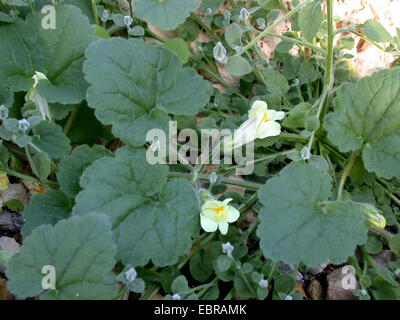 Asarina procumbens muflier (rampant), blooming Banque D'Images