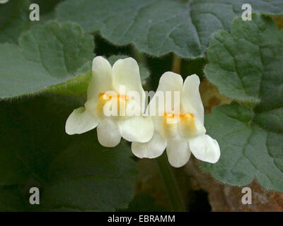 Asarina procumbens muflier (rampant), fleurs Banque D'Images