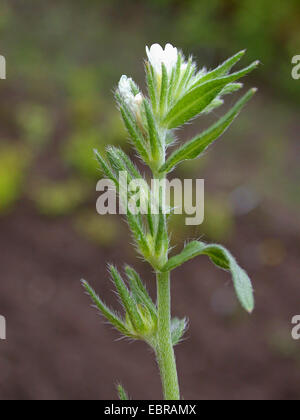 Grémil (Lithospermum arvense maïs, Buglossoides arvensis), inflorescence, Allemagne Banque D'Images