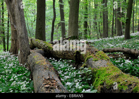 Ramsons (Allium ursinum), blooming ramsons dans une forêt, en Allemagne, en Rhénanie du Nord-Westphalie Banque D'Images