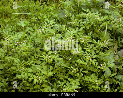 Amère ondulées-cress (Cardamine flexuosa), groupe, Allemagne Banque D'Images