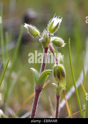 Petite souris-auriculaire, cinq étamines-mouse-ear mouron (Cerastium semidecandrum), inflorescence, Allemagne Banque D'Images